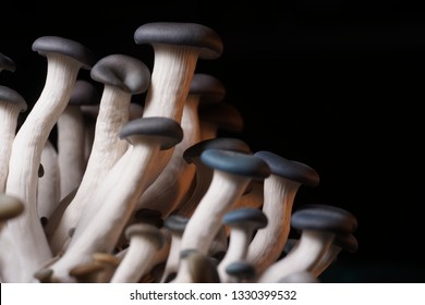 Blue Oyster Mushroom Forest Macro