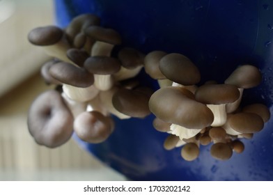 Blue Oyster Mushroom Fruiting In A Bucket. 