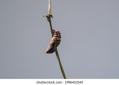 Blue Pansy Butterfly Chrysalis Or Pupa Hanging On Branch