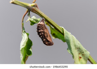 Blue Pansy Butterfly Chrysalis Or Pupa Hanging On Branch