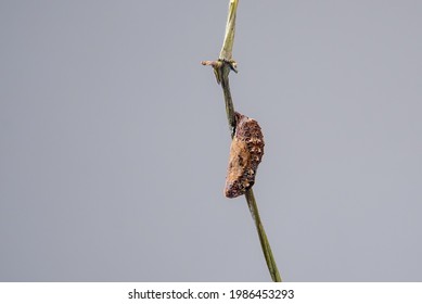 Blue Pansy Butterfly Chrysalis Or Pupa Hanging On Branch