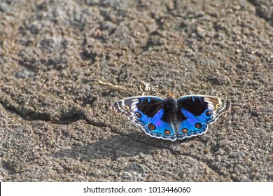 A Blue Pansy Butterfly (Junonia Orithya Linnaeus) Seated On Ground By Spreading Its Beautiful Wings, A Close Up Top View Of Open Wings With Beautiful Colour In An Amazing Abstract Nature Background