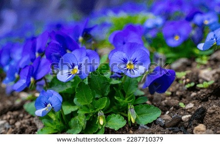 lot of blue pansy flowers (Viola cornuta) in a flower bed in the garden