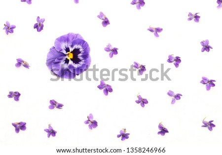 blue pansy and violets on a white background