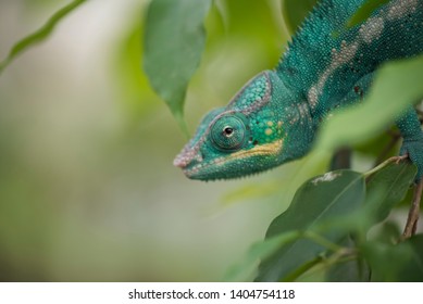 Blue Panther Chameleon (crucifer Pardalis)