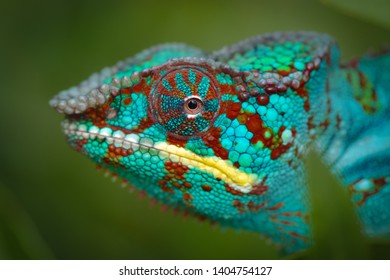 Blue Panther Chameleon (crucifer Pardalis)