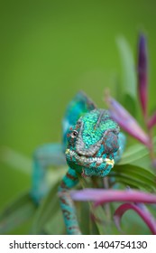 Blue Panther Chameleon (crucifer Pardalis)