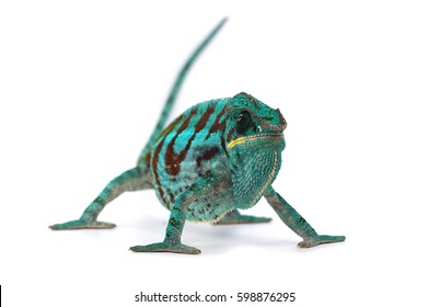 Blue Panther Chameleon Isolated On White Background