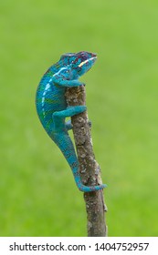 Blue Panther Chameleon On A Stick