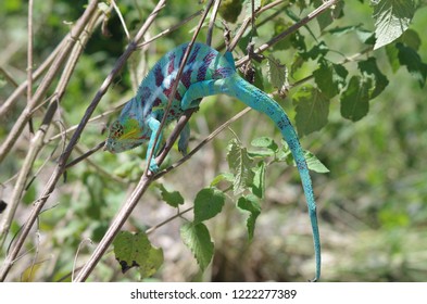 Blue Panther Chameleon In A Tree Madagascar