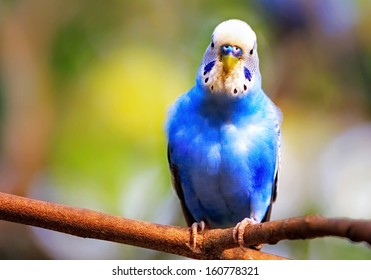 Blue Parakeet Bird