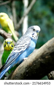 Blue Parakeet Bird  On The Branch