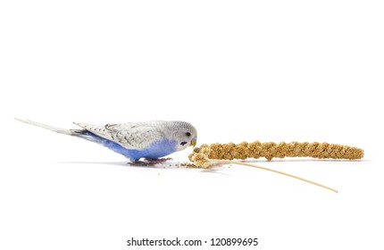 Blue Parakeet Eating Millet