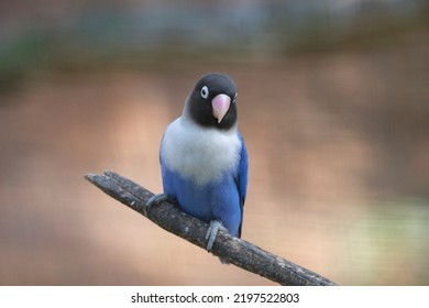 A Blue Parakeet Perched On A Branch