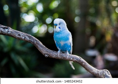 Blue Parakeet Resting On A Branch 