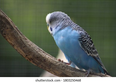 Blue Parakeet In A Zoo