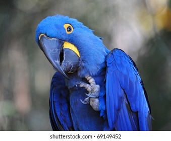 Blue Parrot