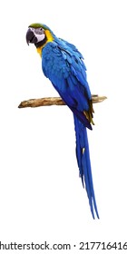 Blue Parrot (Ara) Isolated On White