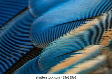 Blue Parrot Feathers Texture