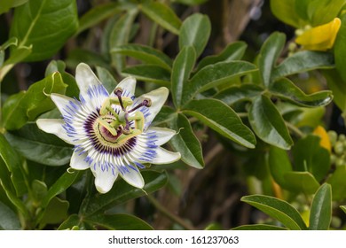 Blue Passion Flower