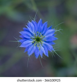 Blue Passion Flower