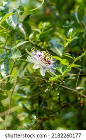 Blue Passion Flower With Green Foliage In Garden. Passiflora Caerulea. Homeopathic Herb