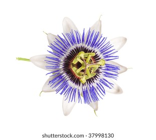 Blue Passion Flower, Passiflora Caerulea, Isolated On White Background