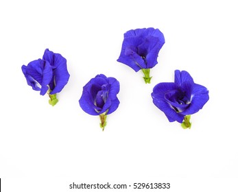 blue pea flowers on white background.