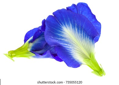 Blue Pea Flowers On White Background Stock Photo 735055120 | Shutterstock