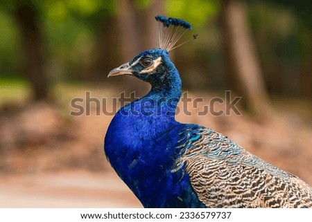 Blue peacock with distinctive blue shimmering head, neck and belly, Germany