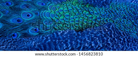 Blue peacock feathers in closeup 