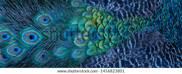 Blue peacock feathers in closeup wall mural concept