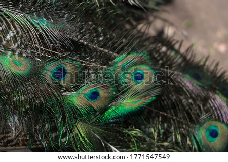 Similar – blowflies Animal