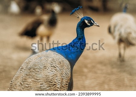 Blue Peacock Head Closeup in a Farm