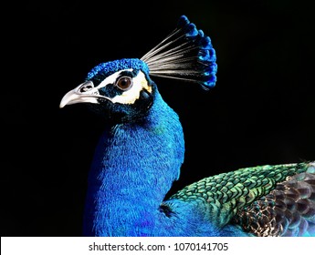 Blue Peacock Head  Portrait on Black background