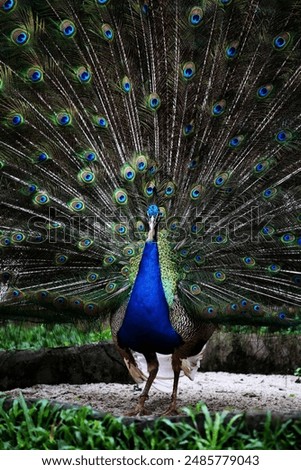 The blue peacock or Indian peacock, whose scientific name is Pavo cristatus. Males develop tails to attract females.