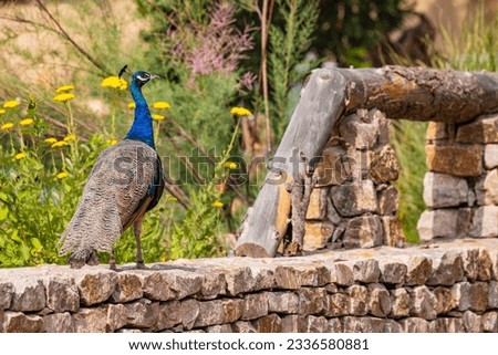 A blue peacock on a wall isolated in front of a colorful meadow with flowering plants, Germany