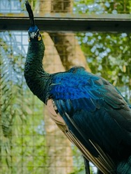 Blue Peacock Staring At The Camera
