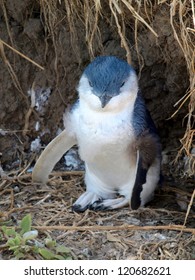 Blue Penguin On Phillip Island, Australia