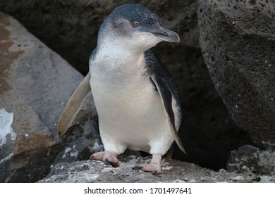 Blue Penguin At St. Kilda, Australia