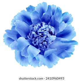 Flor peonía azul sobre