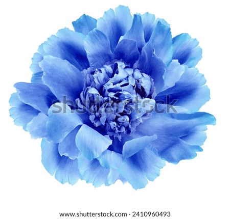 Blue  peony flower  on white isolated background with clipping path. Closeup. For design. Nature. 