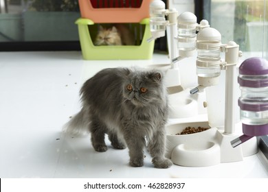 Blue Persian Cat Standing Beside Food/water Dispenser 