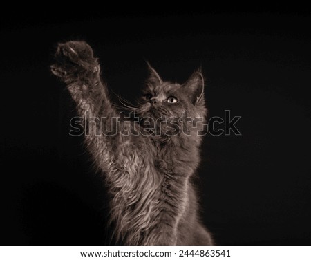 Blue Persian cat strong with black baground photo studio