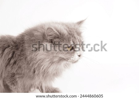 Blue Persian cat with  white baground studio photo