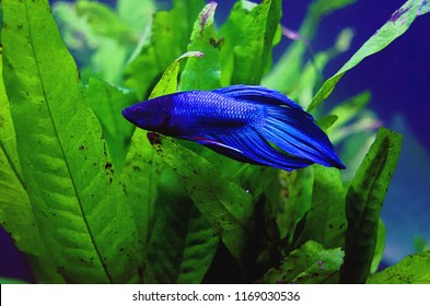 Blue Pet Beta Fish Swimming Against Green Plant