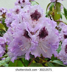 Blue Peter (Rhododendron) - Ericaceaey