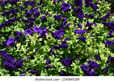 Blue Petunia With Artificial Decorative White Stone, Landscape Design. Gardens In Bloom, Landscape Design Elements. Flower Garden. Landscaping And Garden Design.