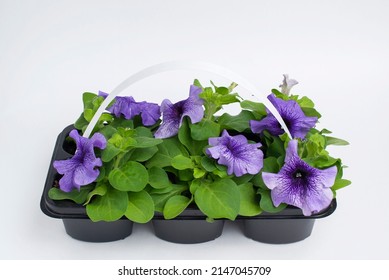 The Blue Petunia Flowers In A Plastic Container On A Light Background