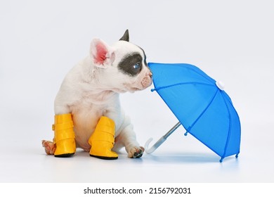 Blue Pied French Bulldog Dog Puppy With Umbrella And Rain Boots 